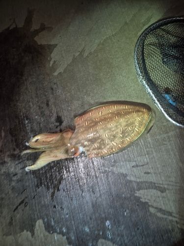 モンゴウイカの釣果