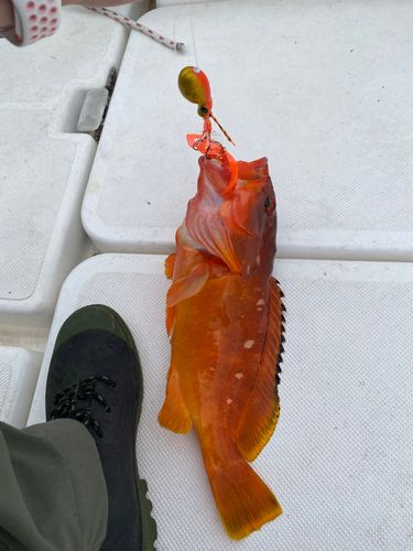 アカハタの釣果