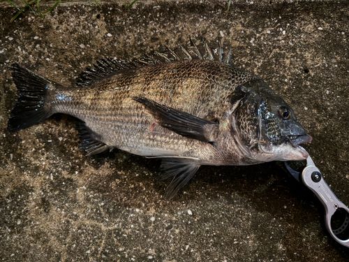 クロダイの釣果