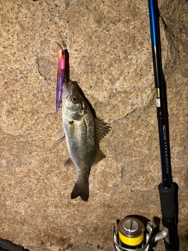 スズキの釣果