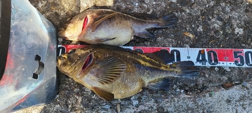 ソイの釣果
