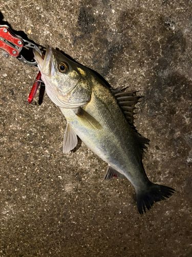 スズキの釣果