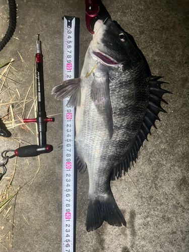 クロダイの釣果