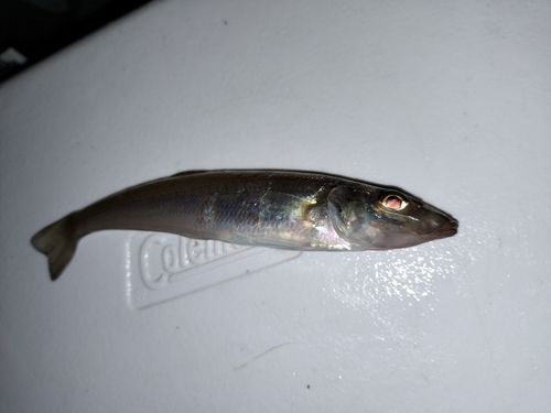 キスの釣果