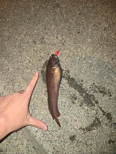 ドンコの釣果