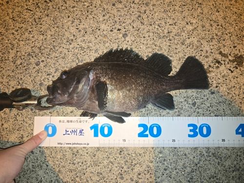 マゾイの釣果