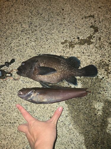 ドンコの釣果