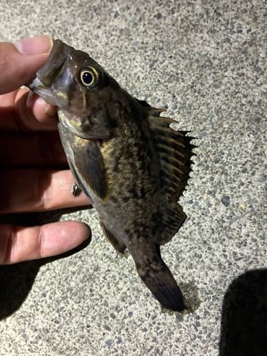 ソイの釣果