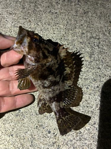 ソイの釣果