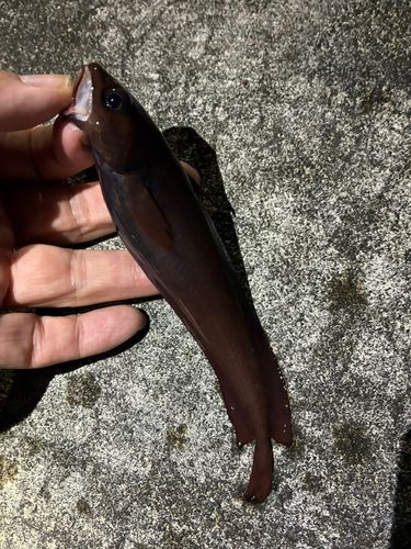 ドンコの釣果