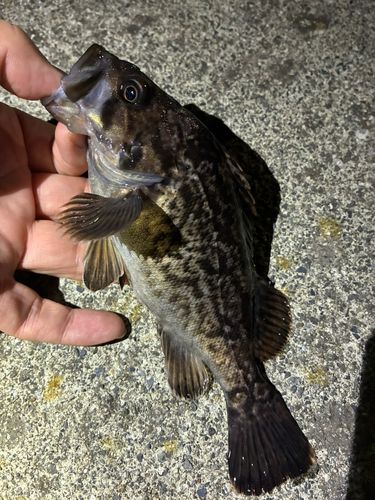 ソイの釣果