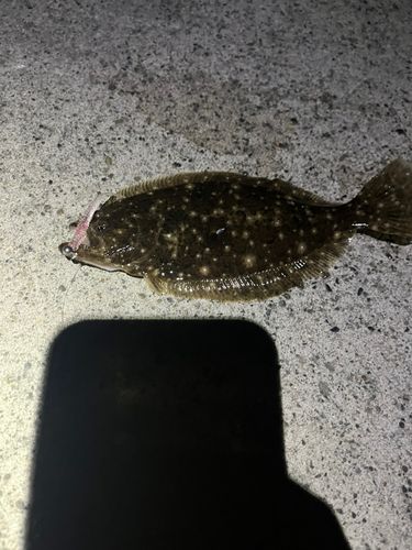 ヒラメの釣果