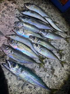 アジの釣果