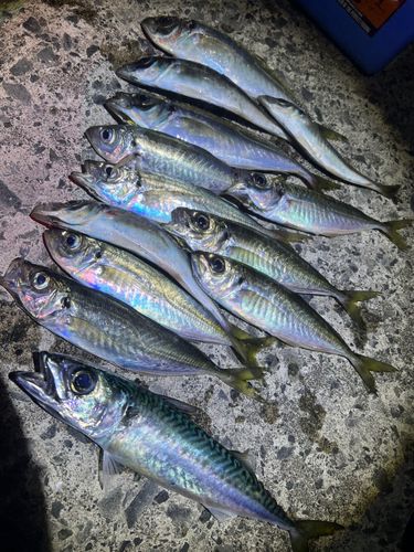 アジの釣果