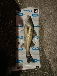 シーバスの釣果
