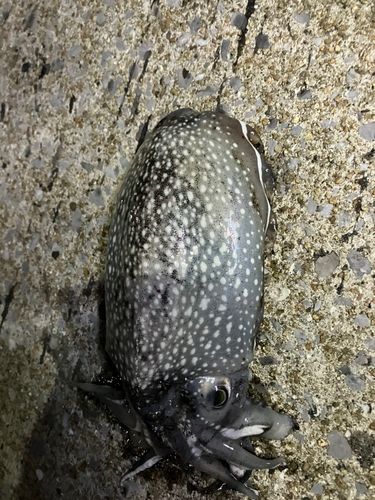 シリヤケイカの釣果