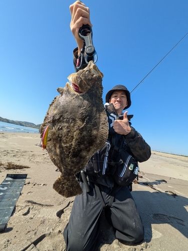 ヒラメの釣果