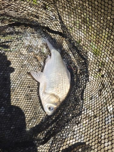 フナの釣果
