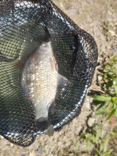 フナの釣果