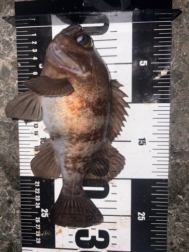 メバルの釣果
