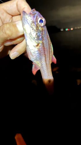 ネンブツダイの釣果