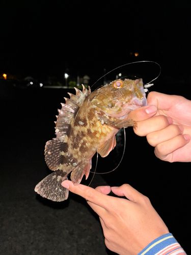 カサゴの釣果