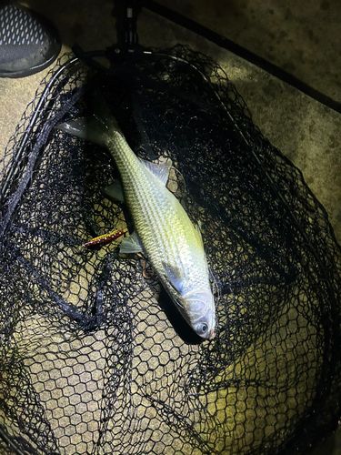 ボラの釣果