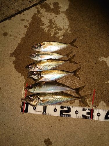 アジの釣果