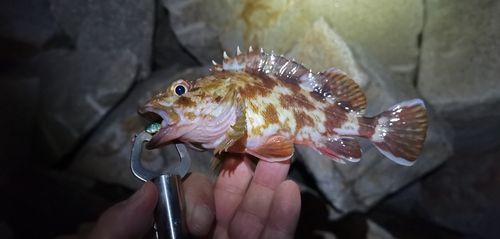 アコウの釣果