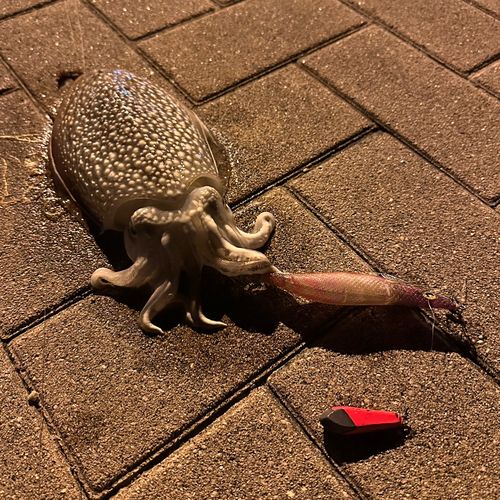 シリヤケイカの釣果