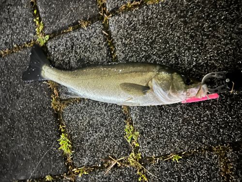 セイゴ（マルスズキ）の釣果