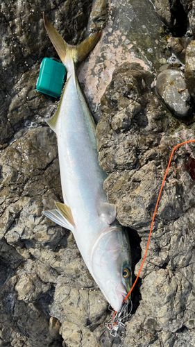 ワラサの釣果