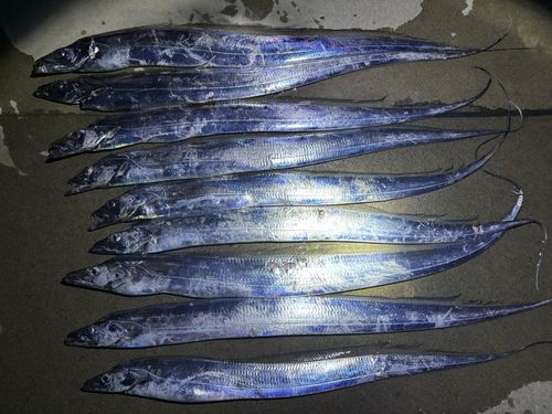 タチウオの釣果