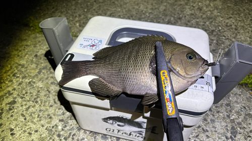 メジナの釣果
