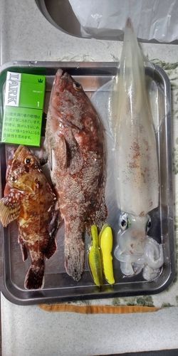 キジハタの釣果