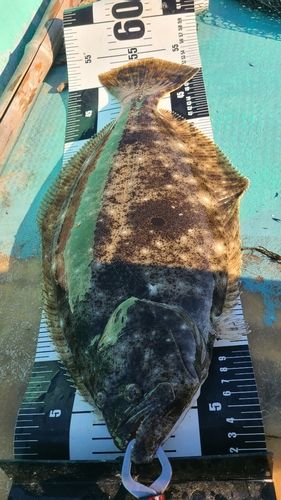 ヒラメの釣果