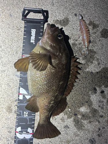 シマゾイの釣果