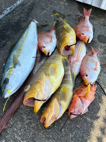 アオナの釣果