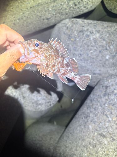 カサゴの釣果