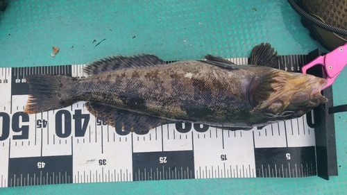 アイナメの釣果