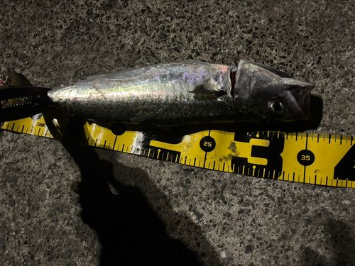 サバの釣果