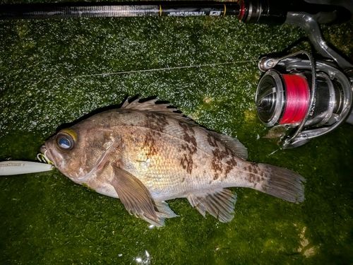 メバルの釣果