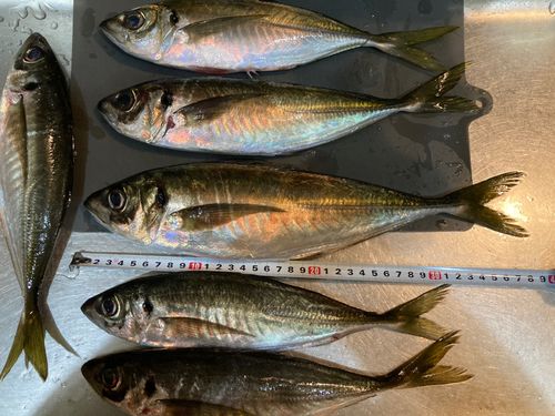アジの釣果
