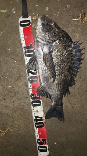 クロダイの釣果