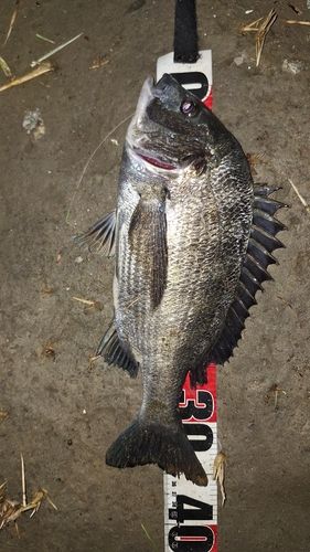 クロダイの釣果