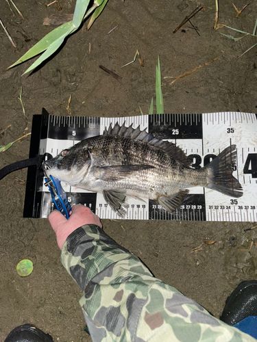 チヌの釣果