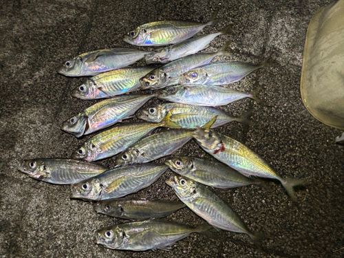 アジの釣果