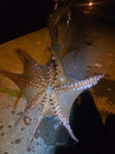 マダコの釣果