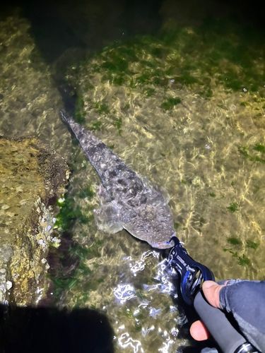 マゴチの釣果