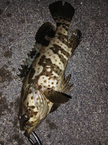 チャイロマルハタの釣果